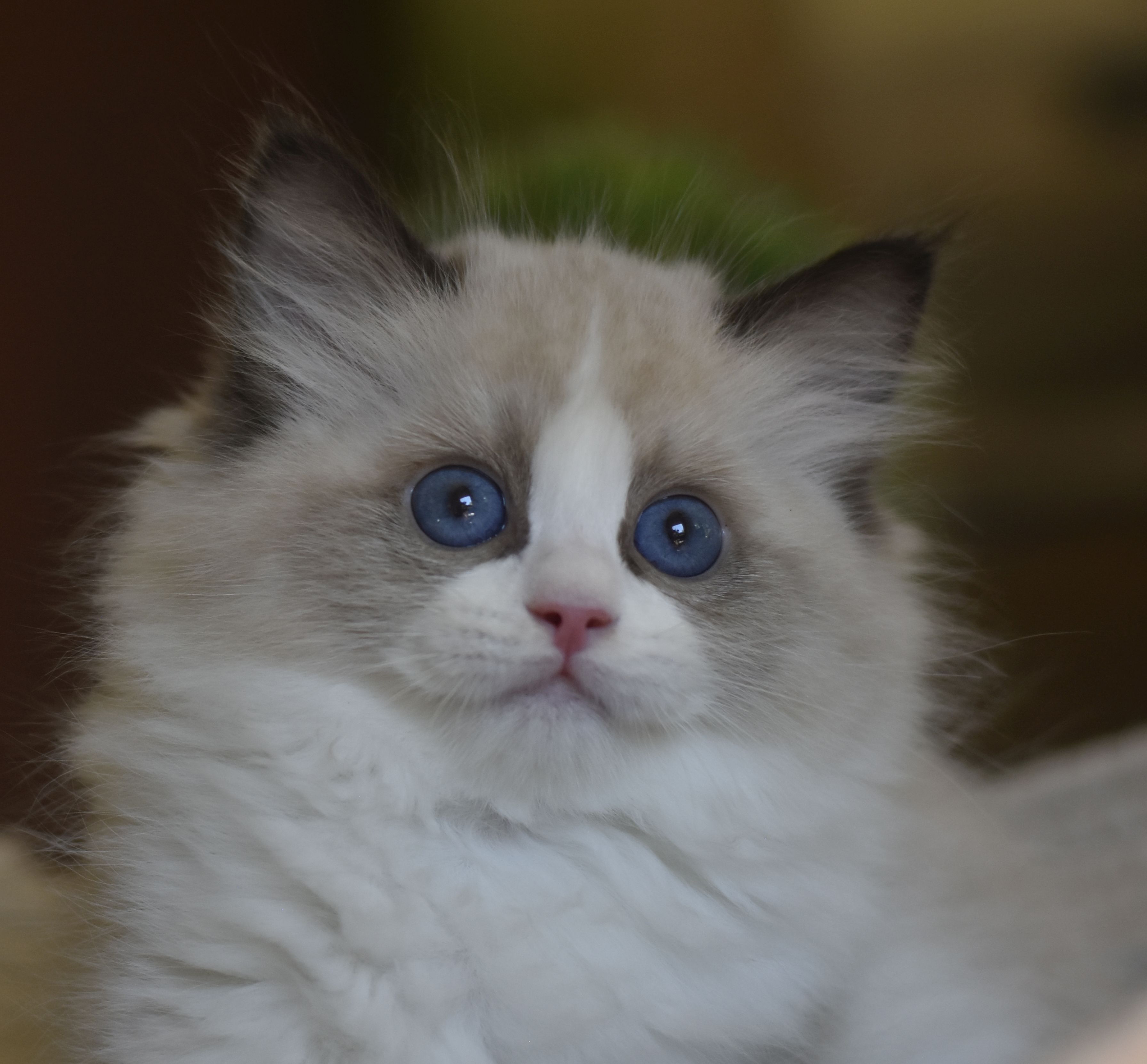 images/AvailableKittens/Juno website.jpg
